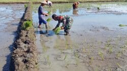 Dekat Dengan Warga, Babinsa Kodim 1505 Tidore Turun ke Sawah Bantu Petani Tanam Padi