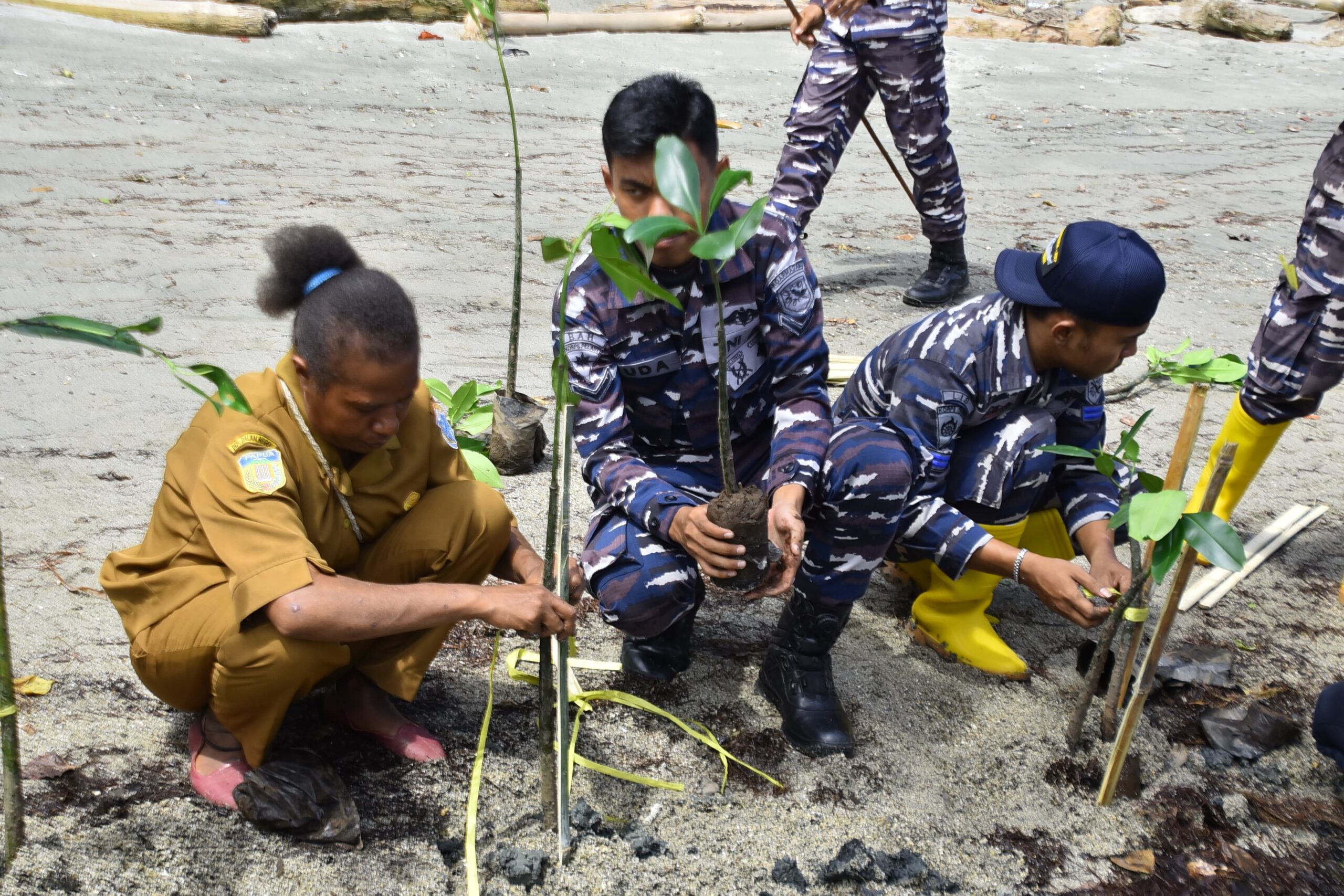 Cegah Abrasi, Satgas Trisila-25 dan Pemkab Nabire Tanam 1.000 Mangrove di Pesisir Samabusa
