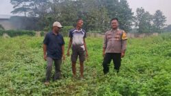 Bhabinkamtibmas Talaga Tinjau Lahan Ketahanan Pangan Milik Warga