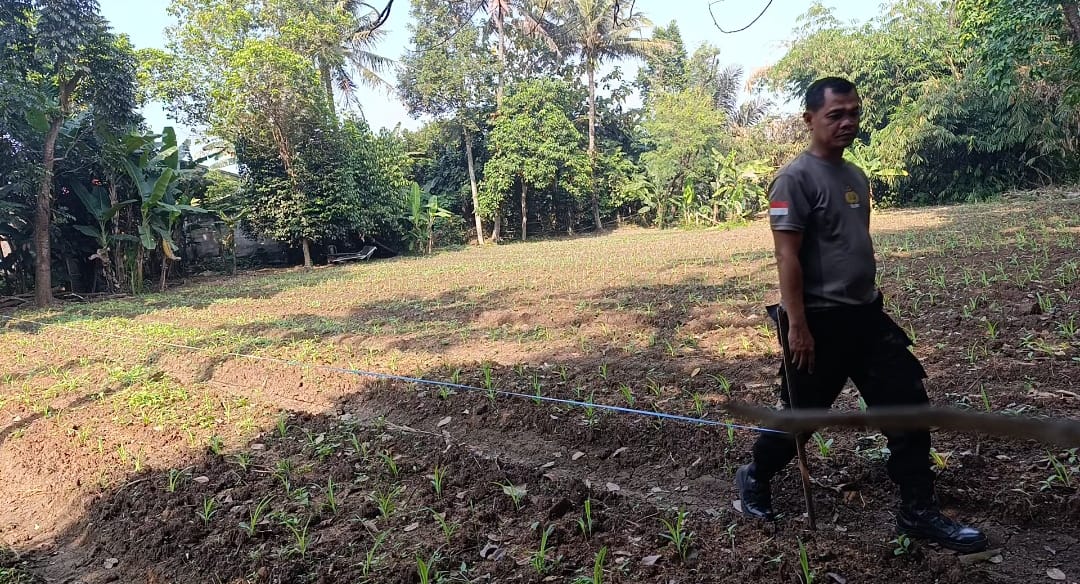 Bhabinkamtibmas Desa Pasir Jaya Pantau Lahan Jagung Dukung Program Ketahanan Pangan