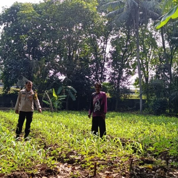 Polsek Cikupa Tinjau Lahan Jagung Hibrida, Dukung Program Ketahanan Pangan Nasional