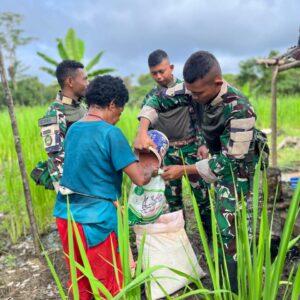 Lanjutkan Program Hanpangan Merah Putih, Satgas Yonif 126/KC Rawat Padi Gogo demi Swasembada