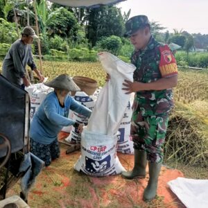 Babinsa Selokajang Dampingi Panen Padi, Dorong Petani Optimalkan Program Hanpangan