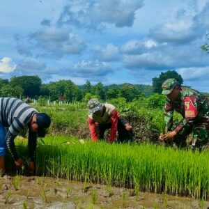 Tanam Padi Ciherang di Dawuhan, Babinsa Ramil Kademangan motivasi luas tambah tanam petani