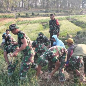 Tingkatkan Pendapatan Petani, Satgas TMMD Bojonegoro Bantu Petani Panen Bawang Merah di Desa Soko