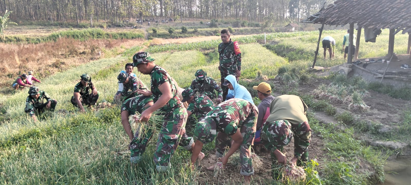 Tingkatkan Pendapatan Petani, Satgas TMMD Bojonegoro Bantu Petani Panen Bawang Merah di Desa Soko