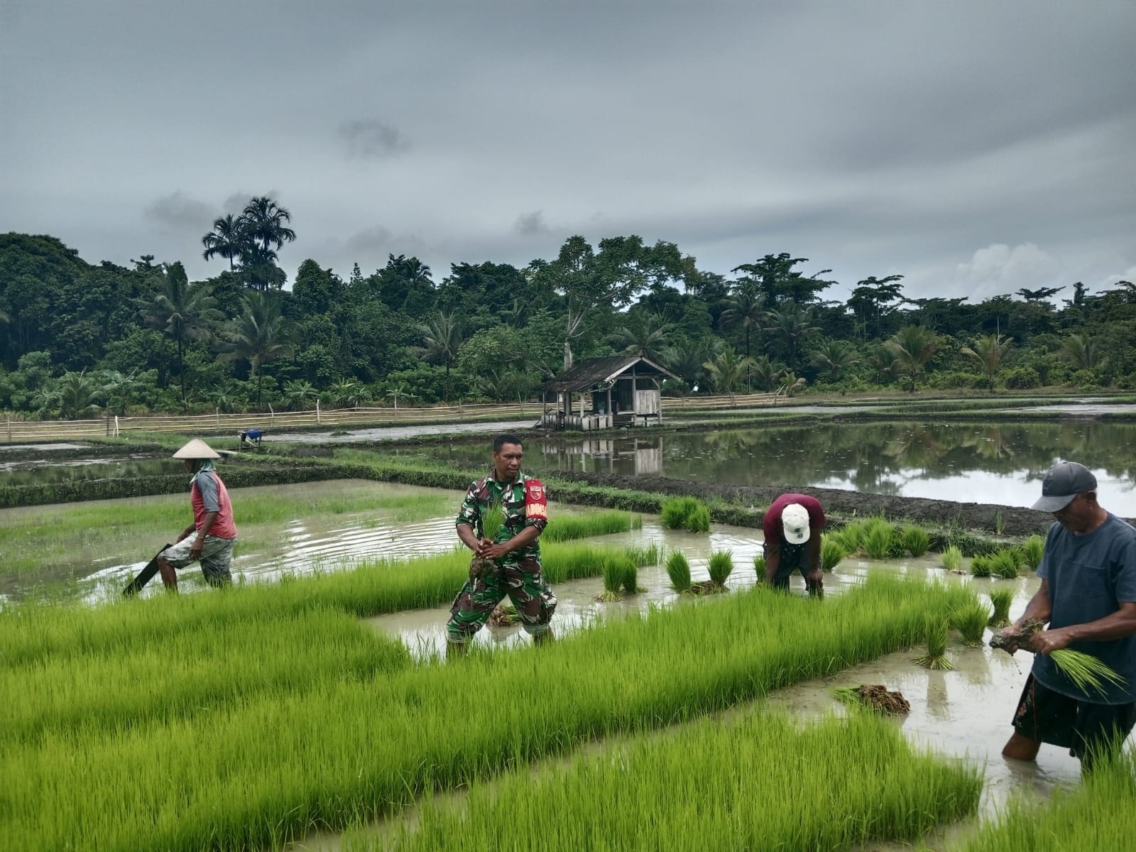 Babinsa Dukung Ketahanan Pangan, Bantu Warga Pindahkan Bibit Padi ke Lahan Tanam