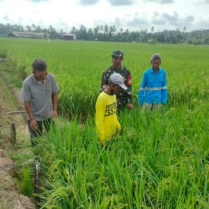 Pendampingan Pertanian, Babinsa Sumbersari Sambangi Kelompok Tani Sari Rezeki Pendampingan Pertanian, Babinsa Sumbersari Sambangi Kelompok Tani Sari Rezeki