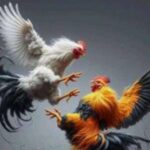 Perjudian Sabung Ayam di Karangsoko Trenggalek Kian Brutal: Diduga Dilindungi Oknum, Penegakan Hukum Dipertanyakan Perjudian Sabung Ayam di Karangsoko Trenggalek Kian Brutal: Diduga Dilindungi Oknum, Penegakan Hukum Dipertanyakan
