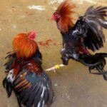 Polres Jember Diminta Bertindak Tegas Atas Maraknya Perjudian Sabung Ayam di Desa Karangduren Polres Jember Diminta Bertindak Tegas Atas Maraknya Perjudian Sabung Ayam di Desa Karangduren