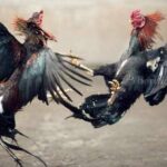 Perjudian Sabung Ayam di Kota Malang Diduga Dilindungi, Omzet Capai Ratusan Juta Rupiah