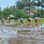 Babinsa Olak Alen Dampingi Petani Tanam Padi, Wujud Nyata Dukungan TNI Pada Ketahanan Pangan