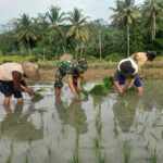 Babinsa Sumbersih Dampingi Poktan Tunas Jaya Tanam Padi di Lahan Warga