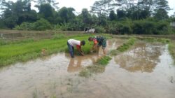 Wujud Kepedulian TNI Pada Ketahanan Pangan, Babinsa Kaweron Bantu Petani Tanam Padi