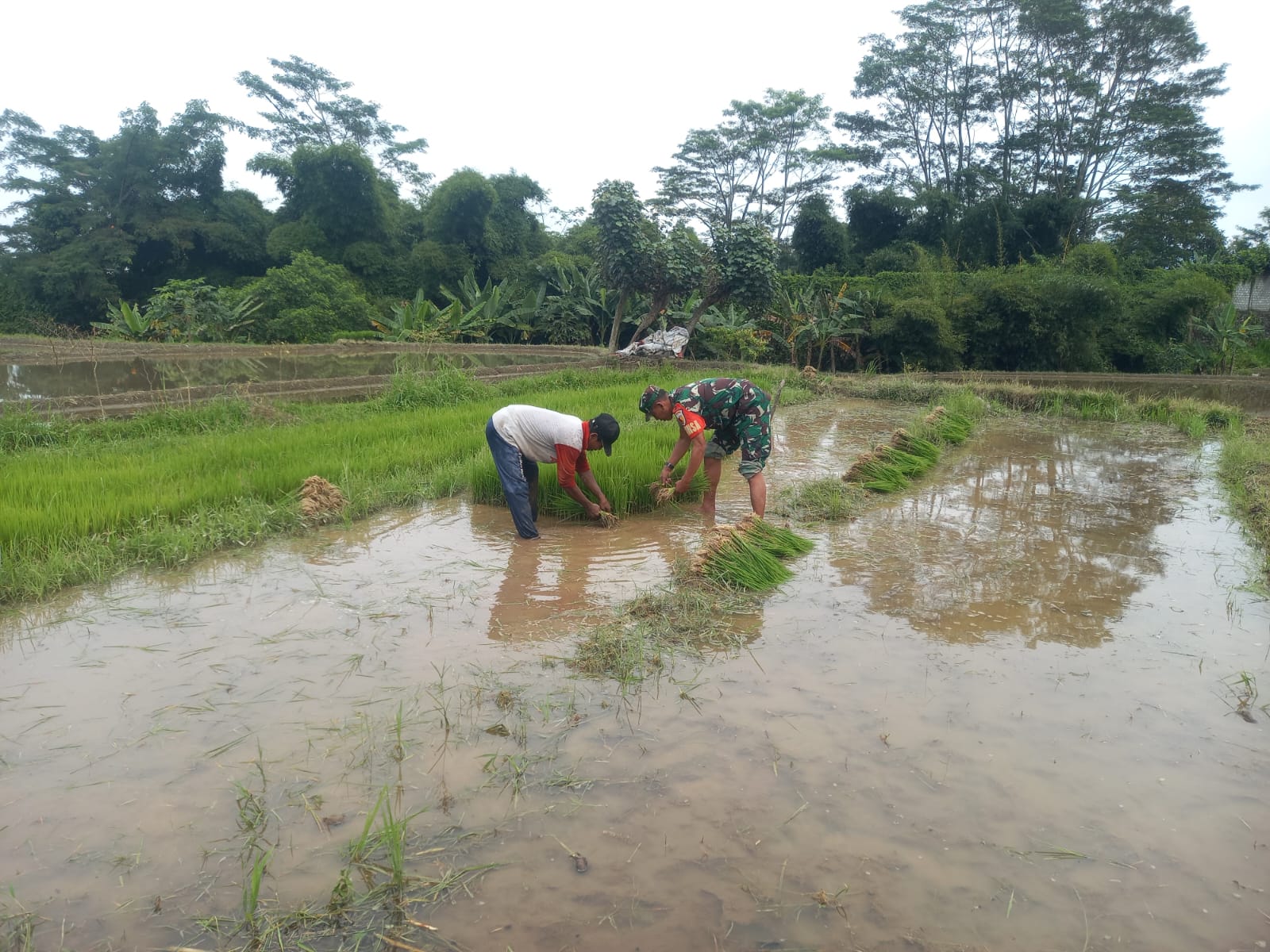 Wujud Kepedulian TNI Pada Ketahanan Pangan, Babinsa Kaweron Bantu Petani Tanam Padi