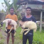Prabowo Dorong Ekonomi Rakyat Papua Barat Daya Lewat Bantuan Ternak Berbasis Adat Prabowo Dorong Ekonomi Rakyat Papua Barat Daya Lewat Bantuan Ternak Berbasis Adat