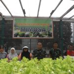 Dandim 1710/Mimika Bersama Ketua Persit KCK Cab. XXXV Melaksanakan Panen Slada Di Kebun Hidroponik Mimosa Persit KCK Cab. XXXV Kodim 1710/Mimika