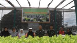 Dandim 1710/Mimika Bersama Ketua Persit KCK Cab. XXXV Melaksanakan Panen Slada Di Kebun Hidroponik Mimosa Persit KCK Cab. XXXV Kodim 1710/Mimika
