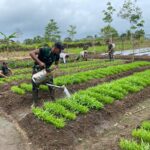 Hijaukan Perbatasan! Satgas 312/KH dan Warga Kirely Giat Rawat Kebun Sayur