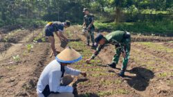 Tumbuh Bersama di Perbatasan: Prajurit Kala Hitam dan Warga Kirely Semai Harapan Hijau
