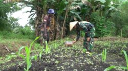 Panen Kebersamaan di Perbatasan: Satgas Kala Hitam dan Warga Giatkan Ketahanan Pangan