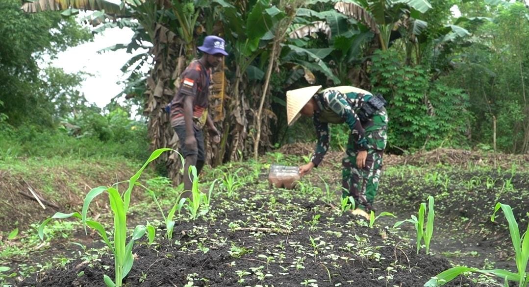 Panen Kebersamaan di Perbatasan: Satgas Kala Hitam dan Warga Giatkan Ketahanan Pangan Panen Kebersamaan di Perbatasan: Satgas Kala Hitam dan Warga Giatkan Ketahanan Pangan