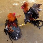 Ponorogo Darurat Judi: Sabung Ayam dan Dadu Bebas Beroperasi, Polisi Seolah Buta Ponorogo Darurat Judi: Sabung Ayam dan Dadu Bebas Beroperasi, Polisi Seolah Buta