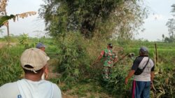 Babinsa Kelurahan Bence Ajak Warga Bersihkan Ranting Bambu Yang Menutupi Akses Jalan Persawahan