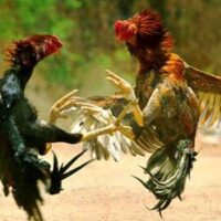 Perjudian Karangsoko Kian Menggila: Pembiaran Sudah Terlalu Jelas, Hukum di Trenggalek Nyaris Tanpa Wibawa