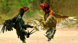 Sabung Ayam Dawuhan Lor, Bisnis Haram yang Kebal Hukum, Di Mana Taring Aparat?