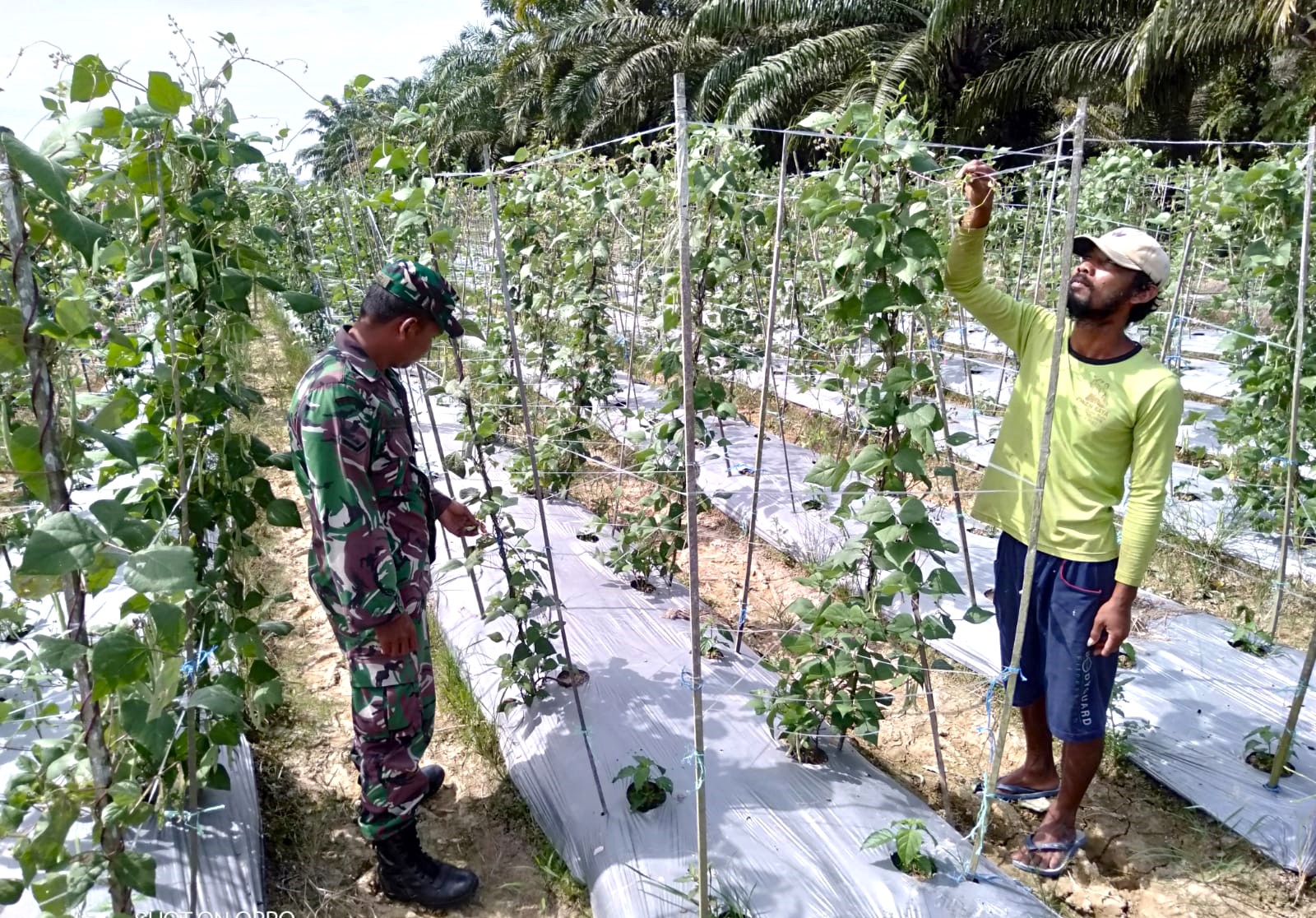 Babinsa Dampingi Petani Hortikultura untuk Perkuat Ketahanan Pangan