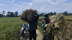 Babinsa Sukorejo Koramil 0808/09 Sutojayan Bantu Panen Padi Dukung Ketahanan Pangan Di Blitar