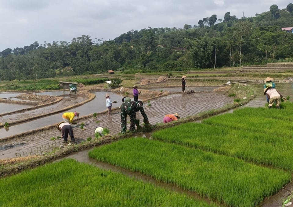 Wujudkan Ketahanan Pangan, Babinsa Gandusari Turun Ke Sawah Bantu Petani Tanam Padi Wujudkan Ketahanan Pangan, Babinsa Gandusari Turun Ke Sawah Bantu Petani Tanam Padi