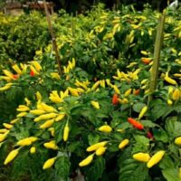 Cabai Jadi Simbol Harapan Baru Bagi Petani Desa Ngepon, Jatirogo