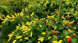 Cabai Jadi Simbol Harapan Baru Bagi Petani Desa Ngepon, Jatirogo