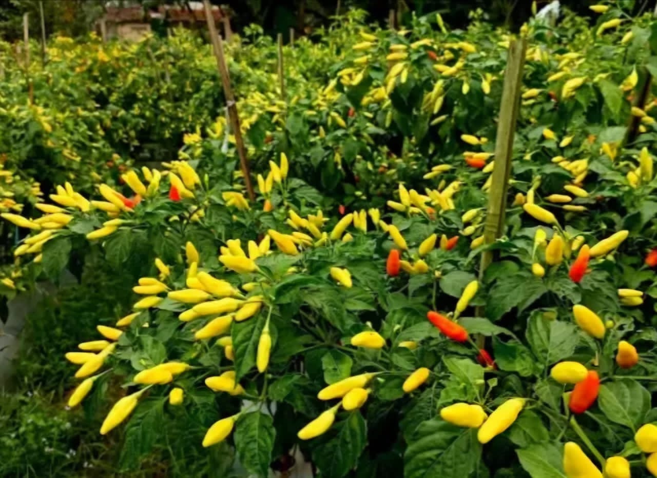 Cabai Jadi Simbol Harapan Baru Bagi Petani Desa Ngepon, Jatirogo