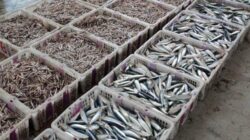 Diamnya Pejabat Pelabuhan Mayangan Memperkuat Tanda Tanya Dugaan Penyalahgunaan Air PDAM