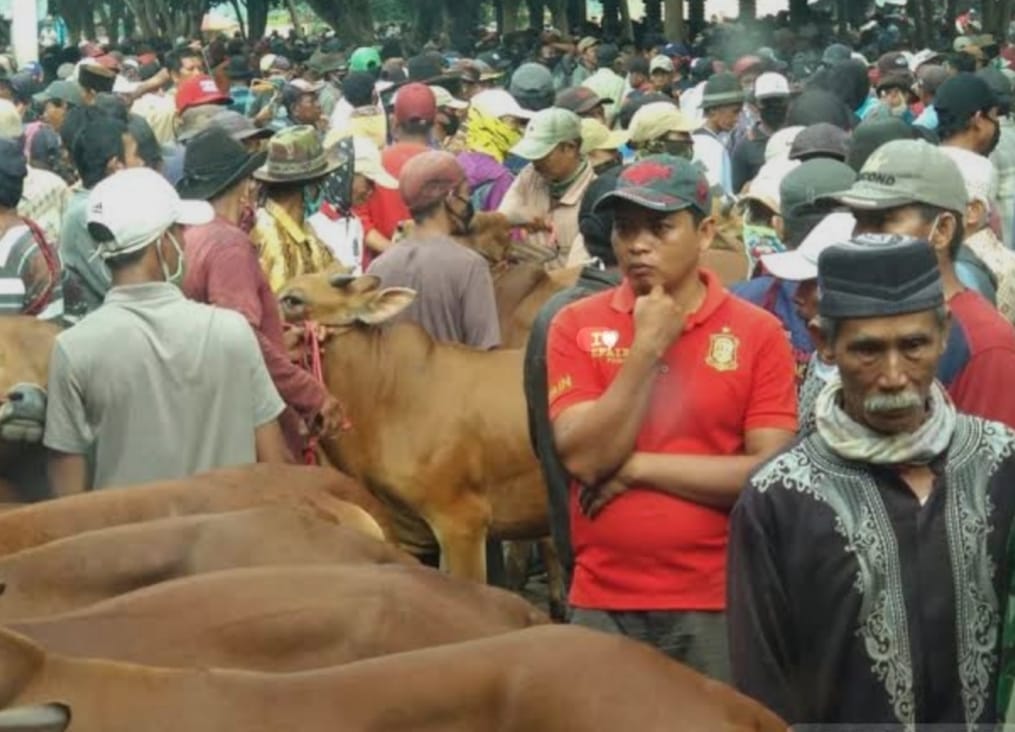 Penipuan Transaksi Ternak Meresahkan, Pasar Hewan Wonoasih Jadi Sorotan