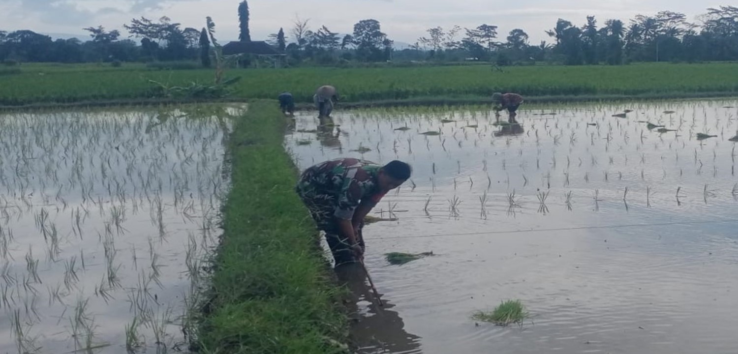 Dukung Ketahanan Pangan Nasional, Serda Dedy Awang Dampingi Penanaman Padi Milik Bapak Sumino