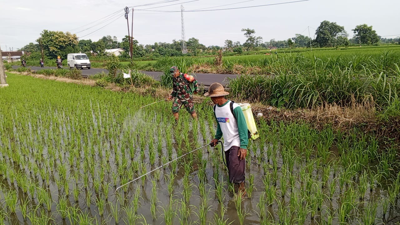 Bantu Perawatan Tanaman Padi, Babinsa Kelurahan Satrean Dampingi Poktan Kembang Kuning