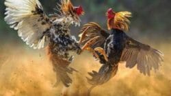 Saat Judi Tak Lagi Sembunyi: Potret Buram Penegakan Hukum di Nganjuk