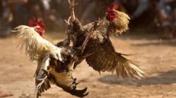 Aroma Pembiaran Menguat, Judi Sabung Ayam Tak Kunjung Ditertibkan