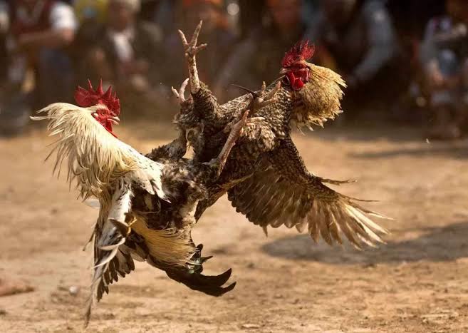 Aroma Pembiaran Menguat, Judi Sabung Ayam Tak Kunjung Ditertibkan
