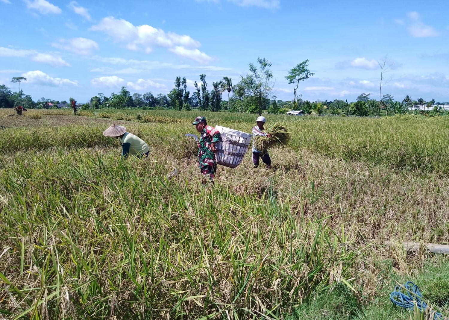 Dukung Swasembada Pangan Nasional, Babinsa Desa Slumbung Dampingi Petani Panen Padi