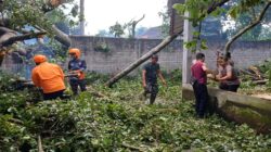 Anggota Koramil 0808/06 Srengat Bersama Warga, Polsek Dan BPBD Gotong Royong Bersihkan Pohon Tumbang Di Desa Purwokerto