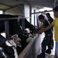 TMMD Ke 127 Tak Hanya Bangun Rumah, Jembatan Dan Jalan, Prajurit TNI Turut Juga Bantu Warga Perah Susu Sapi