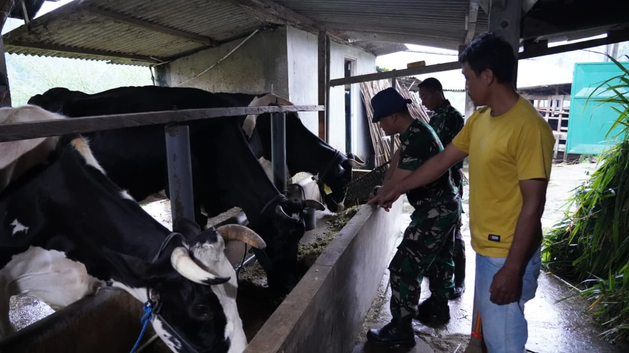 TMMD Ke 127 Tak Hanya Bangun Rumah, Jembatan Dan Jalan, Prajurit TNI Turut Juga Bantu Warga Perah Susu Sapi TMMD Ke 127 Tak Hanya Bangun Rumah, Jembatan Dan Jalan, Prajurit TNI Turut Juga Bantu Warga Perah Susu Sapi