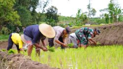 Satgas TMMD Ke 127 Bersama Warga Laksanakan Penanaman Padi Dukung Ketahanan Pangan Di Desa Krisik