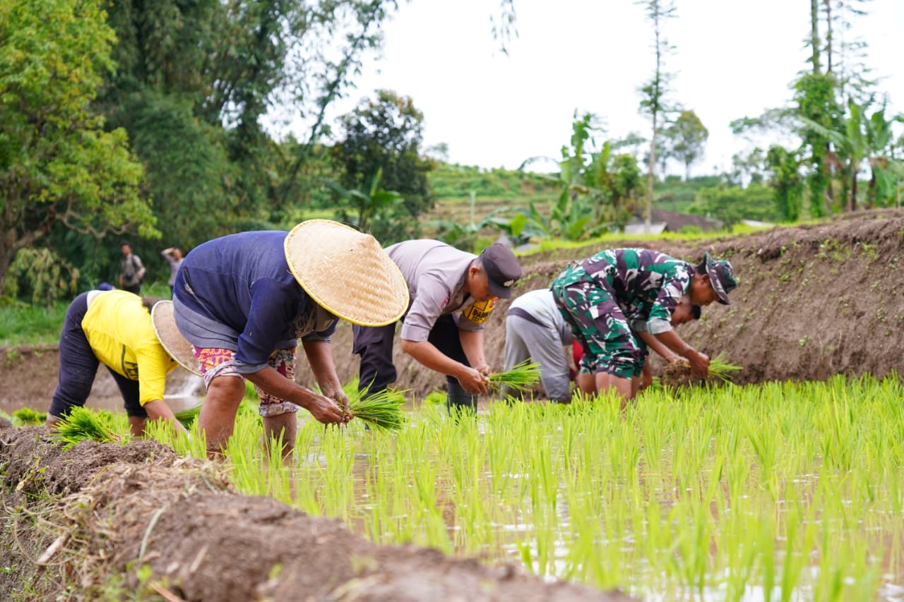 Satgas TMMD Ke 127 Bersama Warga Laksanakan Penanaman Padi Dukung Ketahanan Pangan Di Desa Krisik Satgas TMMD Ke 127 Bersama Warga Laksanakan Penanaman Padi Dukung Ketahanan Pangan Di Desa Krisik