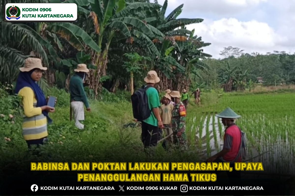 Babinsa dan Poktan Lakukan Pengasapan, Upaya Penanggulangan Hama Tikus Babinsa dan Poktan Lakukan Pengasapan, Upaya Penanggulangan Hama Tikus